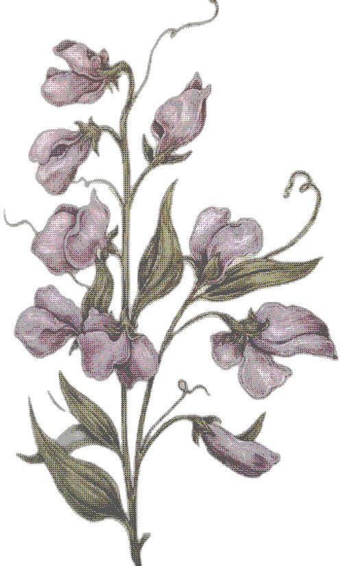 Flores